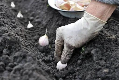 Коли садити часник на зиму 2026 року: терміни посадки та сприятливі дати