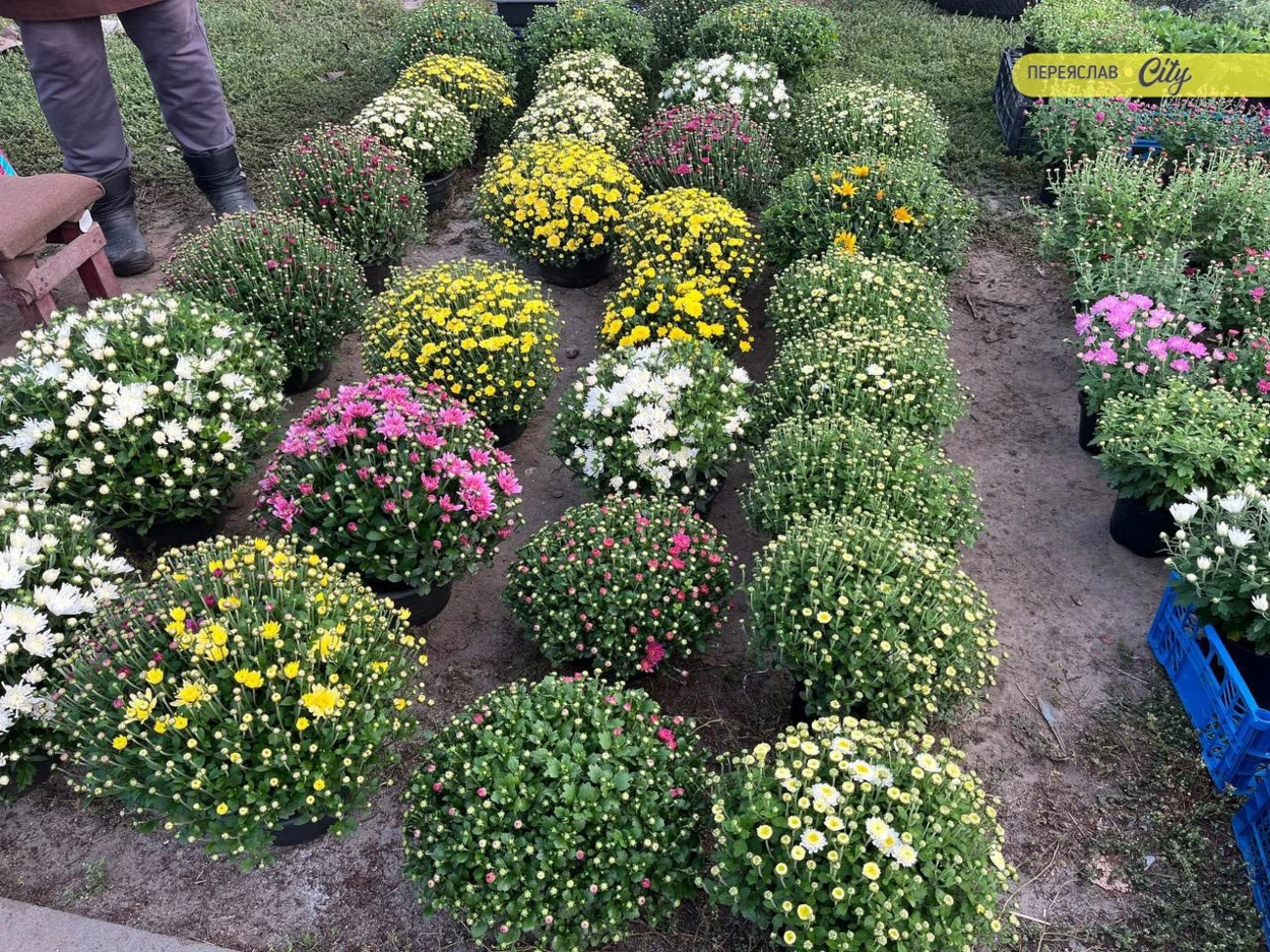 На базарі в Переяславі свинна підчеревина подорожчала до 450, а домашні яйця були й по 90 грн