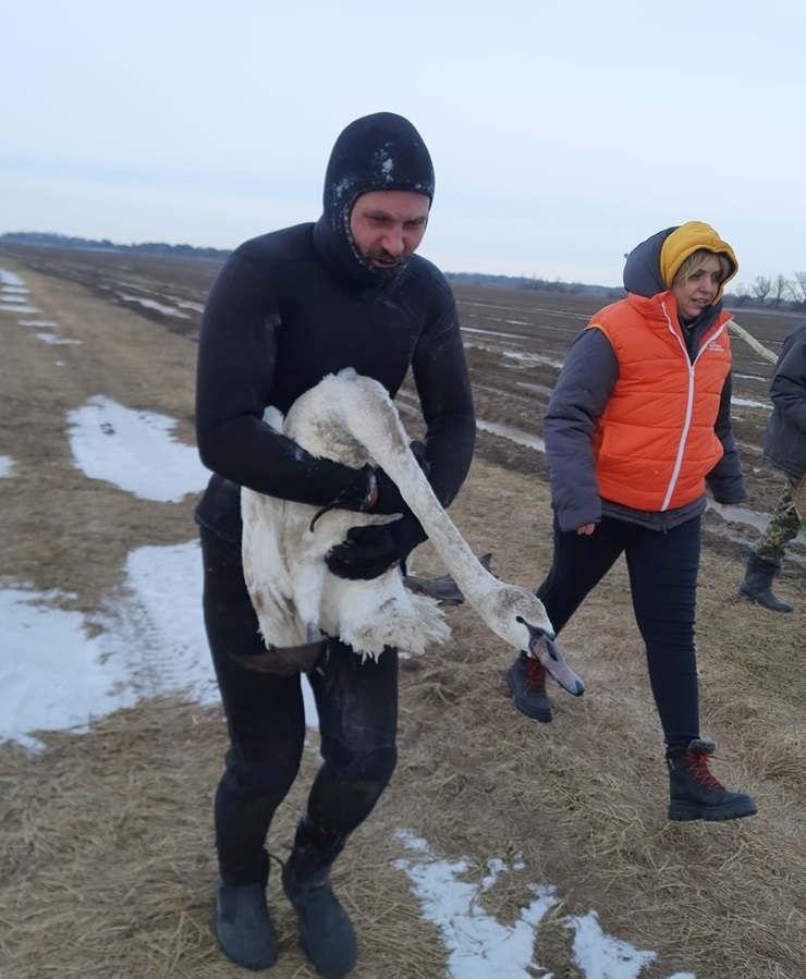 Житель Пристрім Віктор Гордієнко врятував лебедя, який примерз до криги.