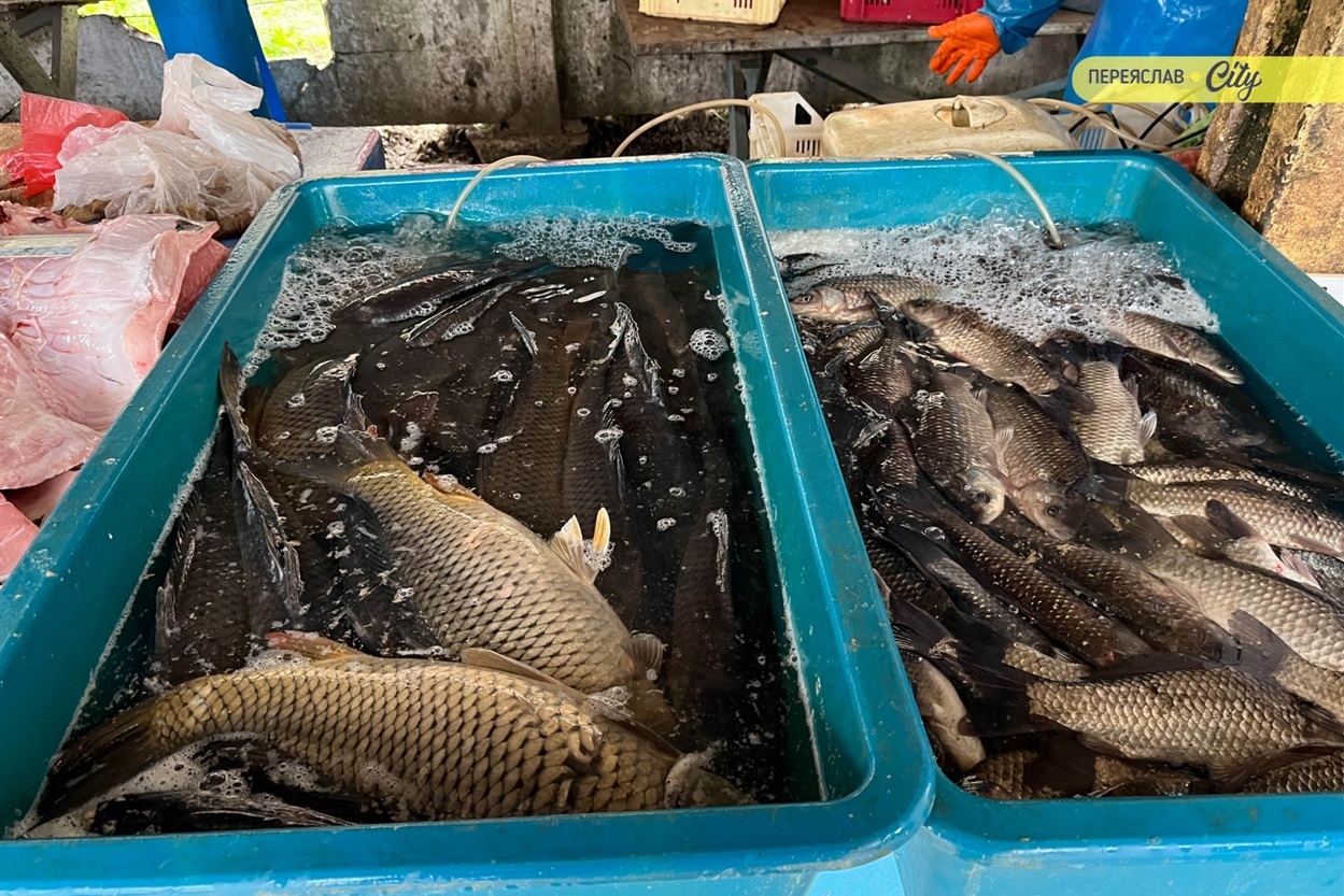 На базарі у Переяславі почали продавати розсаду огірків – по 25 гривень за рослину