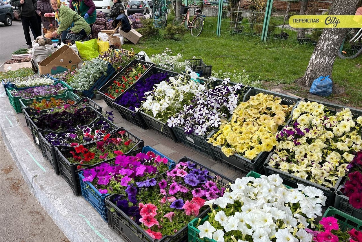 На базарі в Переяславі розсаду помідорів продають по 50-80 гривень, а капусту і перець по 70