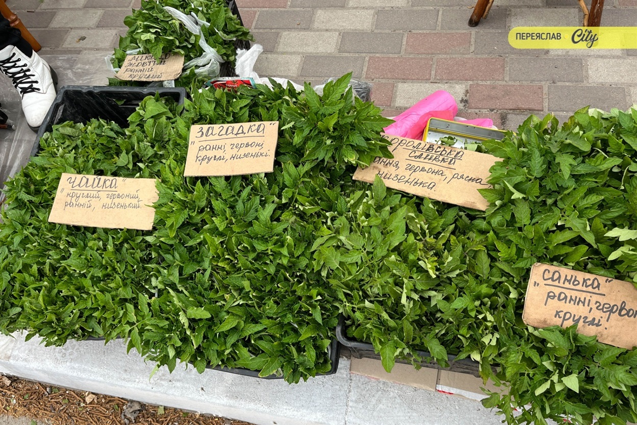 На базарі у Переяславі почали продавати розсаду огірків – по 25 гривень за рослину