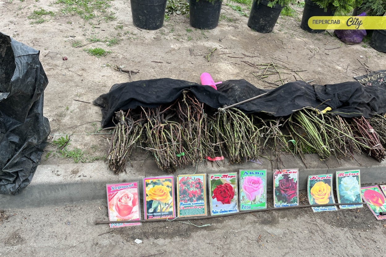 На базарі у Переяславі почали продавати розсаду огірків – по 25 гривень за рослину