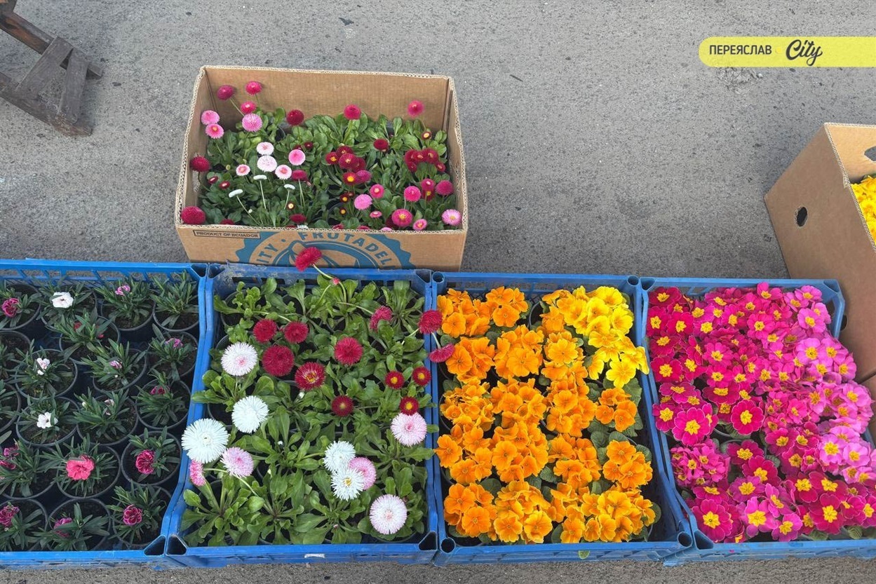 У Переяславі на базарі на 50 гривень подорожчав свинячий ошийок