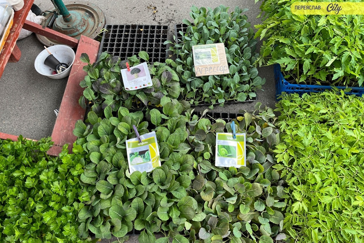 На базарі у Переяславі почали продавати розсаду огірків – по 25 гривень за рослину