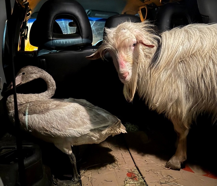 Евакуювані травмований козлик з Оріхова та рідкісний лебідь-кликун з Таврійського у Запорізькій області до центру ГО «Центр порятунку і реабілітації диких тварин»