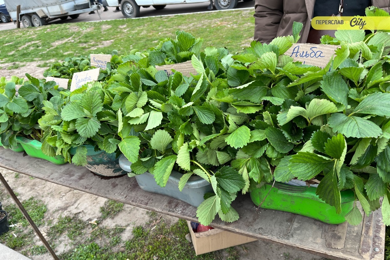 На базарі у Переяславі почали продавати розсаду огірків – по 25 гривень за рослину