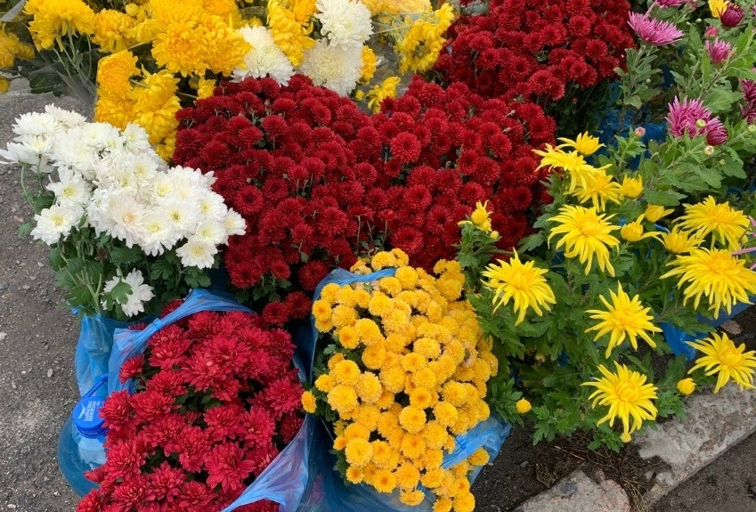 На базарі знову багато хризантем