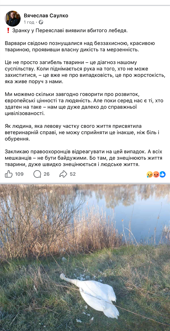У Переяславі виявили вбитого лебедя: напередодні на річці скасували роботи через гніздування птахів
