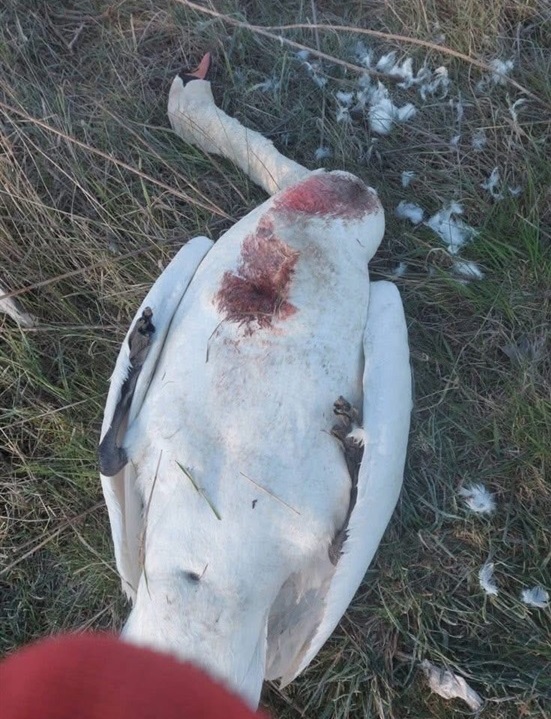 У Переяславі виявили вбитого лебедя: напередодні на річці скасували роботи через гніздування птахів