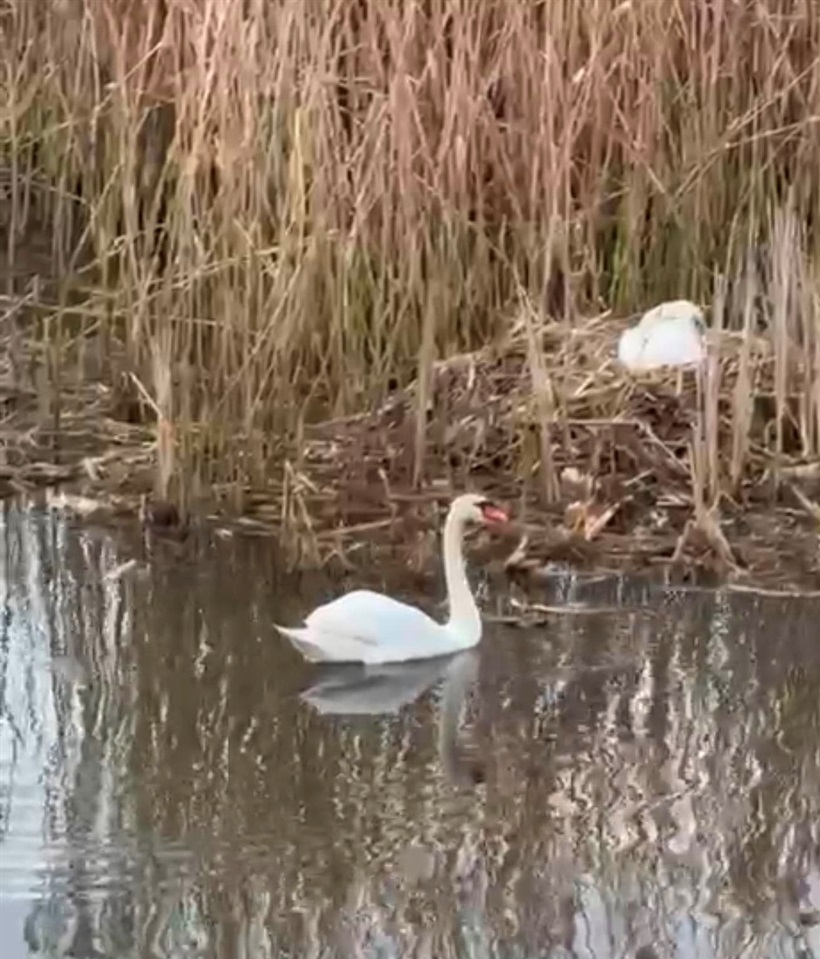 У Переяславі виявили вбитого лебедя: напередодні на річці скасували роботи через гніздування птахів