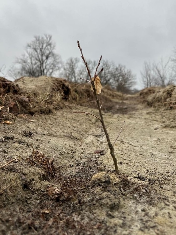 Садженець дуба