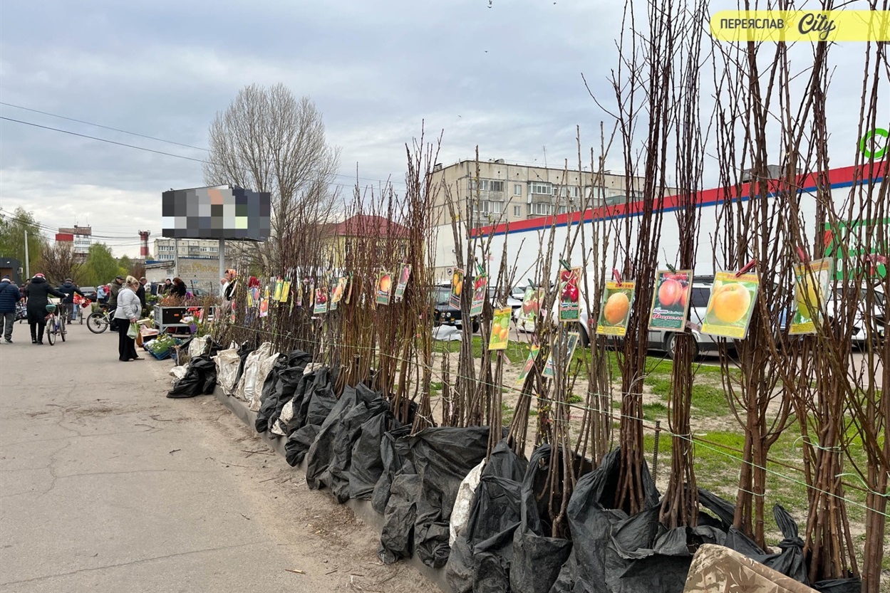 На базарі у Переяславі почали продавати розсаду огірків – по 25 гривень за рослину