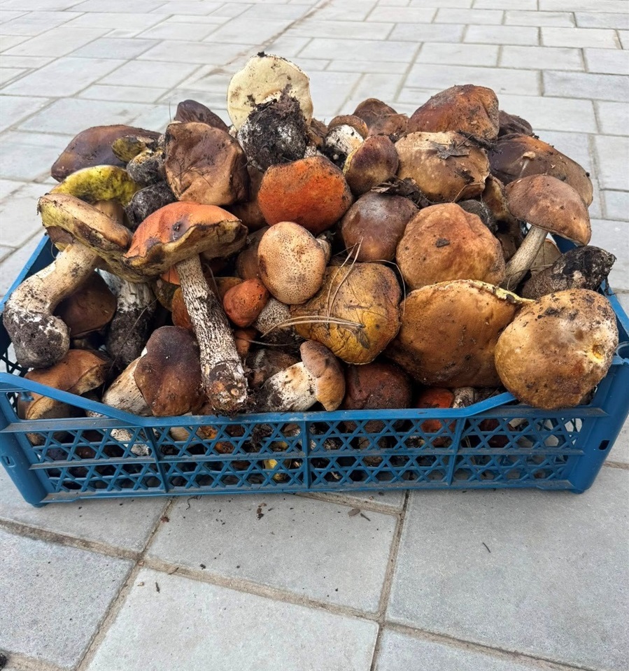 Гриби на Переяславщині