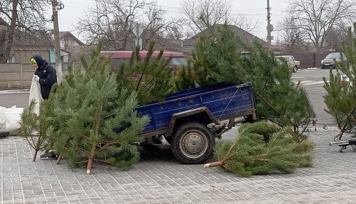 Ялинками торгували ледь не на кожному кроці 