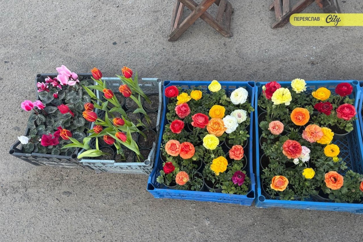 У Переяславі на базарі на 50 гривень подорожчав свинячий ошийок