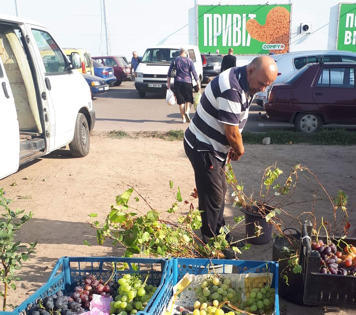 Продавець шукає саджанець винограду сорту Наталія