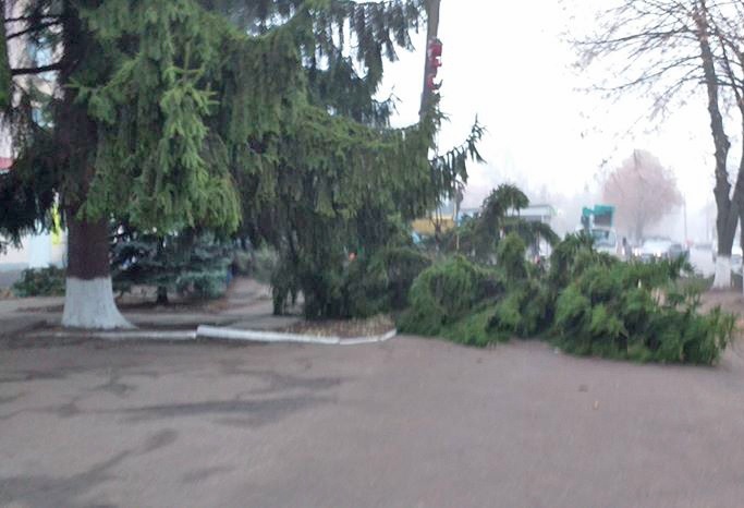 Вирубка ялинок біля приміщення колишньої фабрики