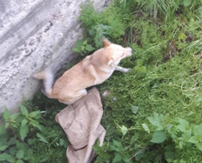 Врятований пес