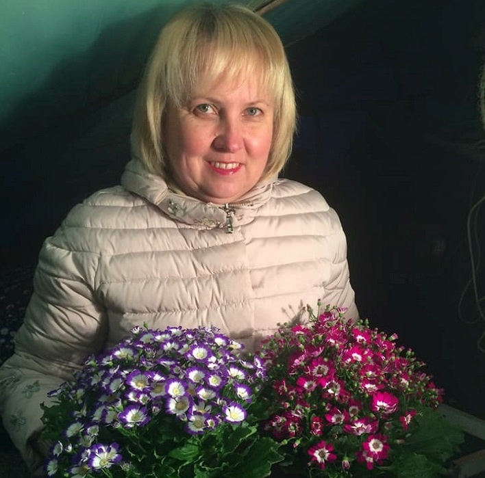 Вирощена на продаж цинерарія