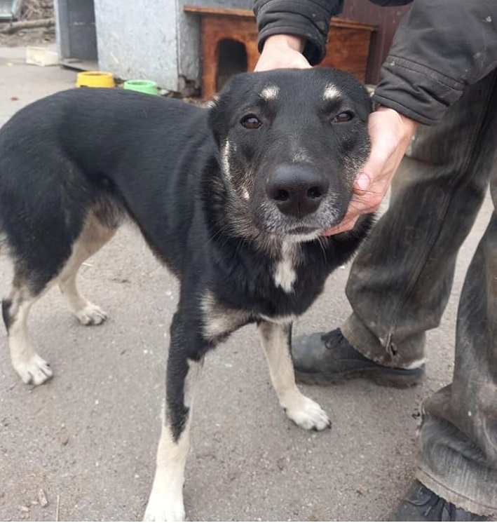 Бобік врятував курцхаара