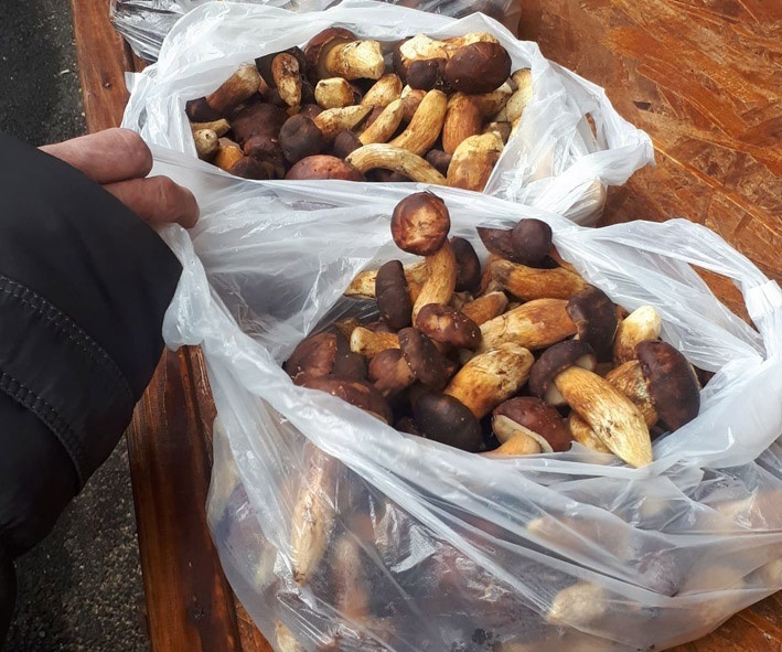 Кіло польських грибів коштувало 50 гривень
