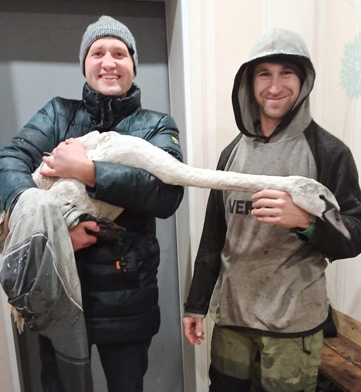Лебідь на руках у рятувальників  – Олександра Задорожнього та Івана Остапенка