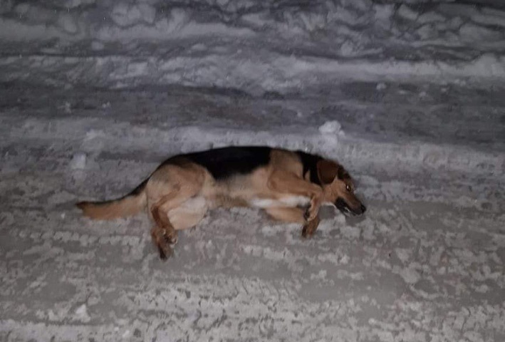 Отруєний собака