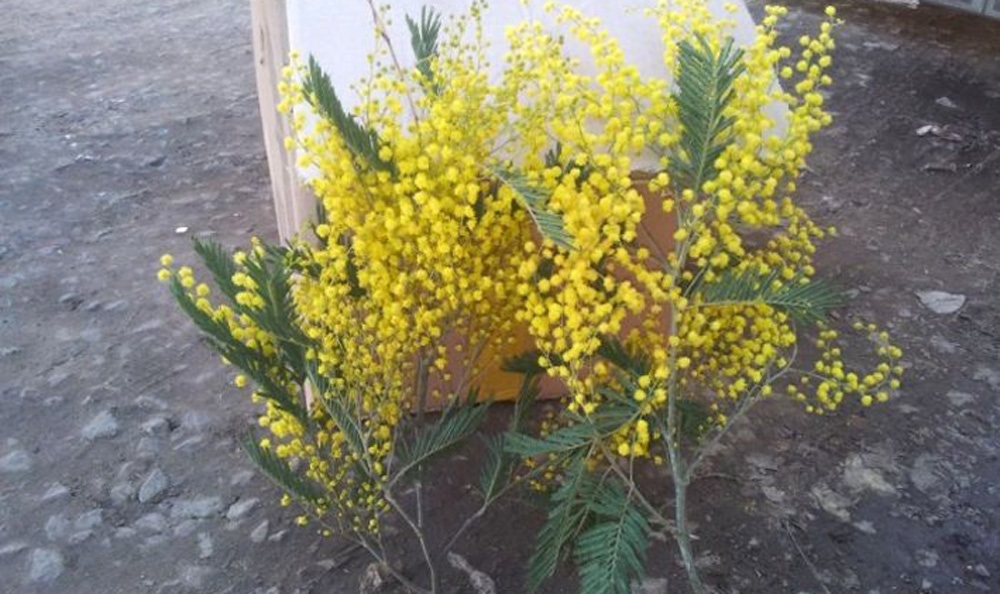 Мімоза на базарі
