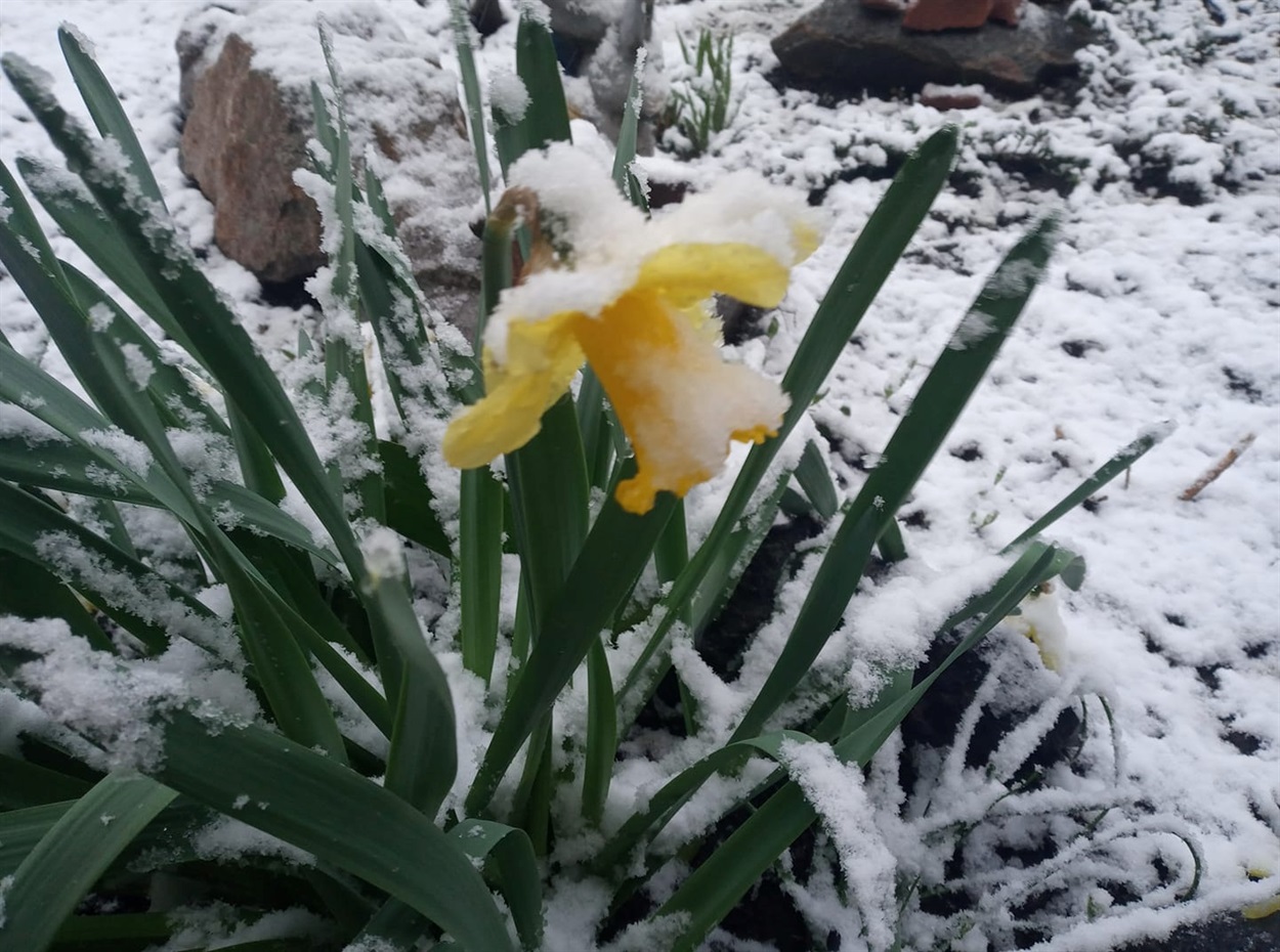 Нарцис, присипаний снігом