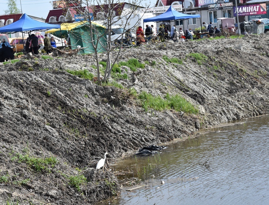 біла чапля