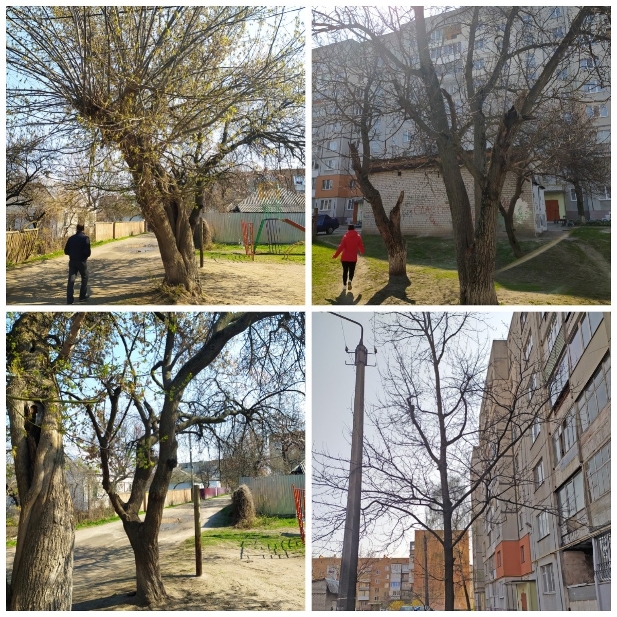 дерево аварійне