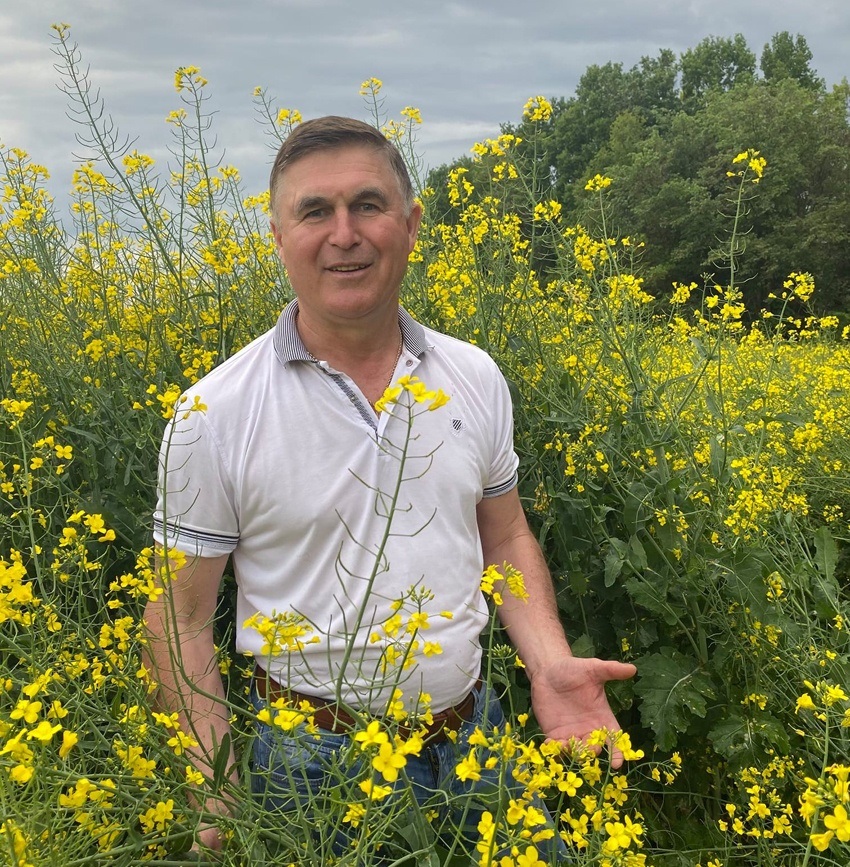 Цьогоріч ріпак дорідний