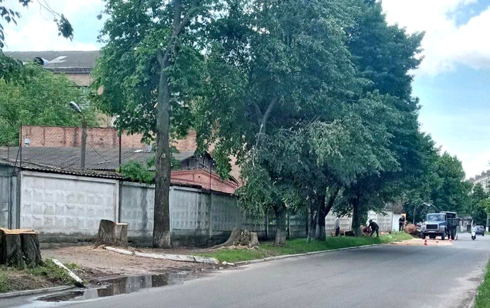 дерева