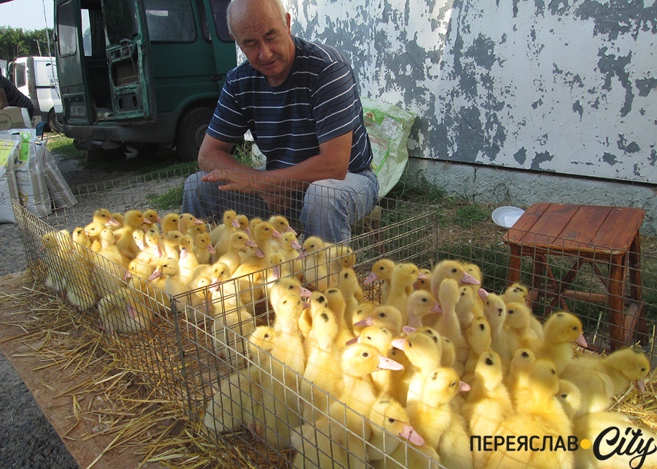 каченята на продаж