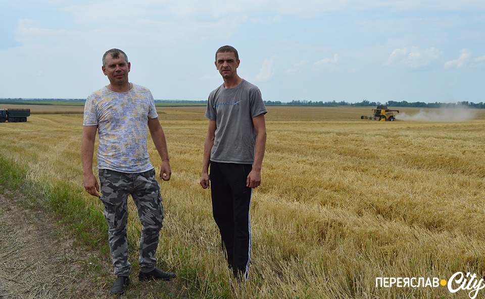 жнива на Переяславщині