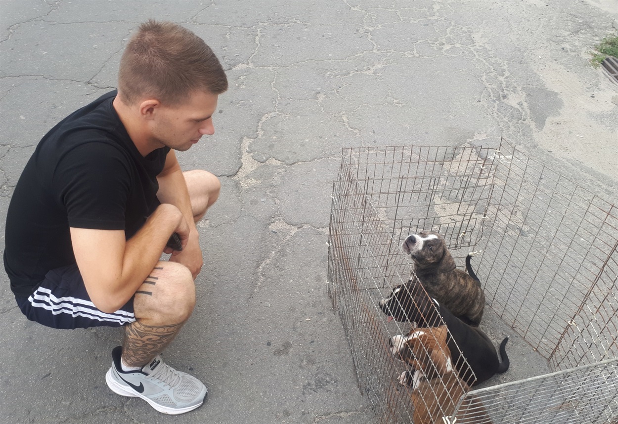  цуценя пітбультер'єра