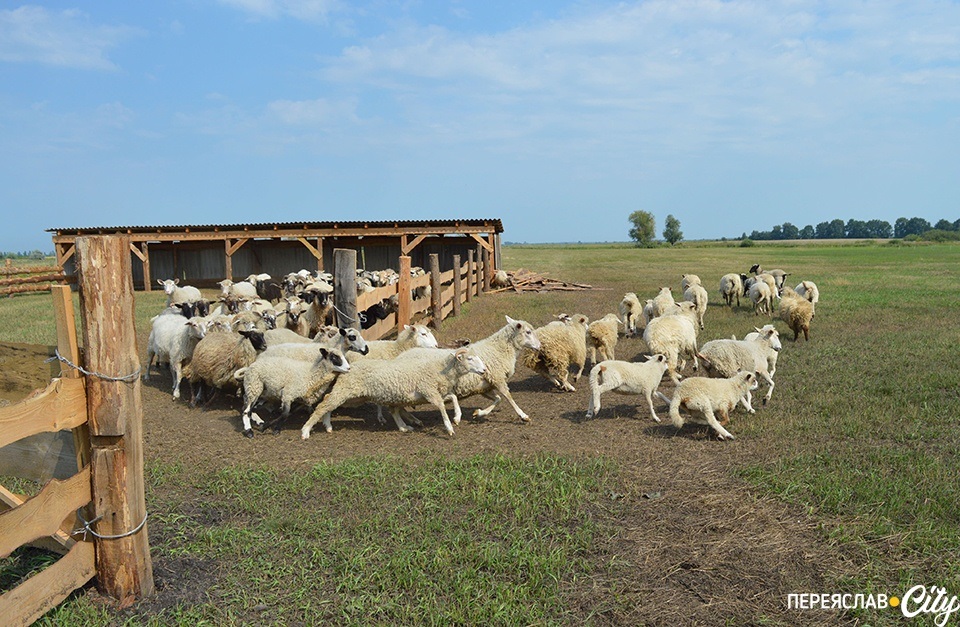 вівці