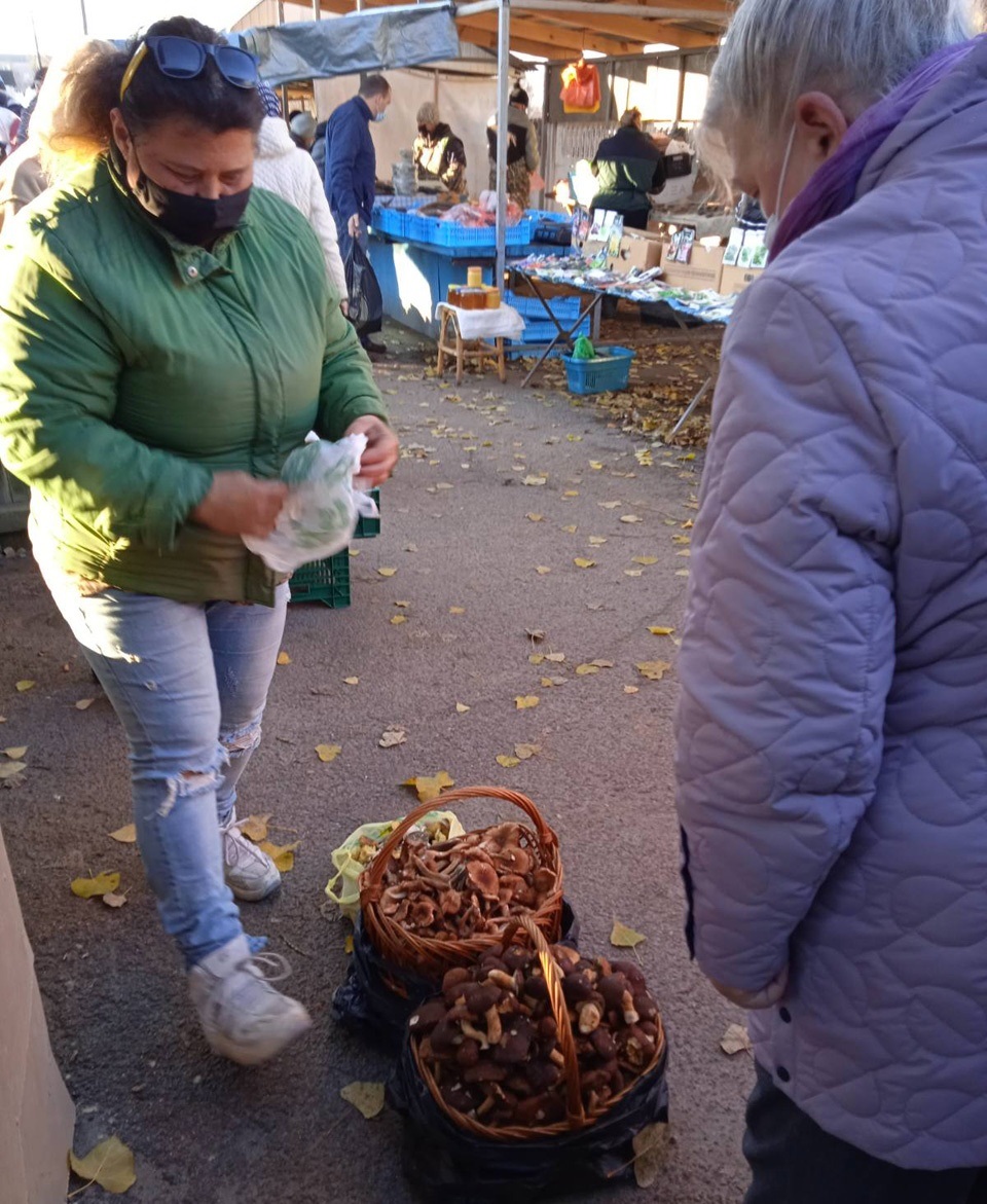 гриби