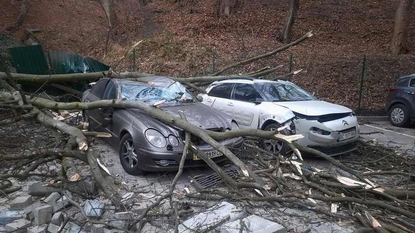 Хворі дерева є небезпечними
