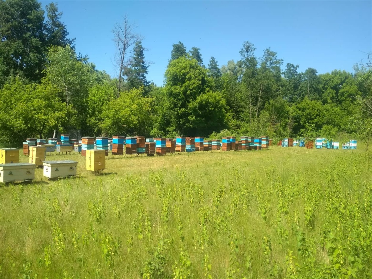 Пасіка Володимира