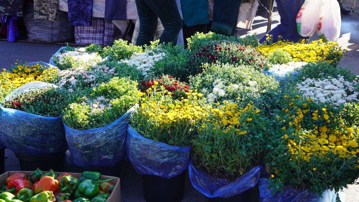 Масово продавали кущі хризантем (від 80 до 200 грн)