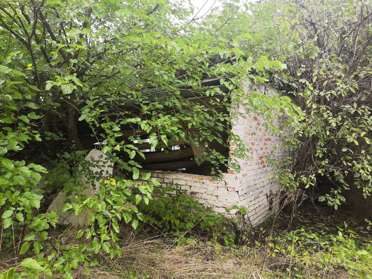 Руїни клубу  посеред Харківець заросли вже деревами 