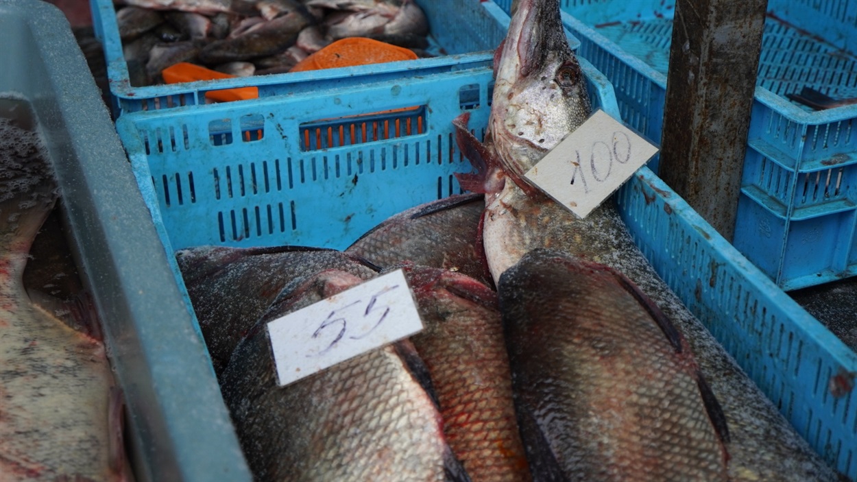 Щук продавали по 100 грн за кіло