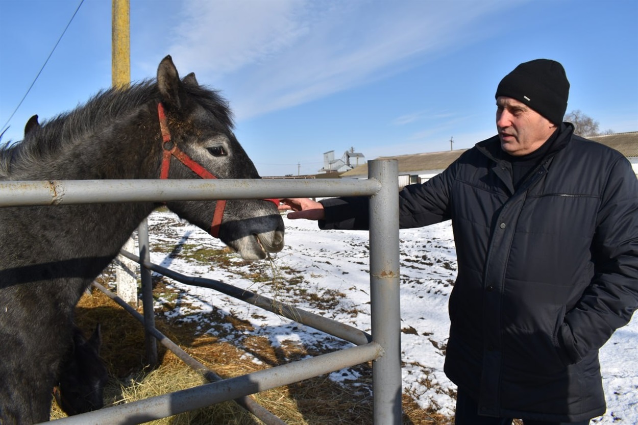 Олександр Ярема показує породистих жеребчиків, які народилися в їхньому господарстві 