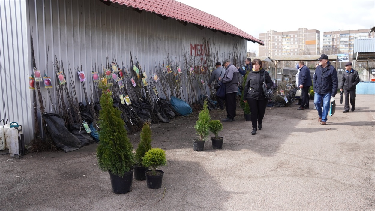 Біля продавців саджанців постійно були покупці