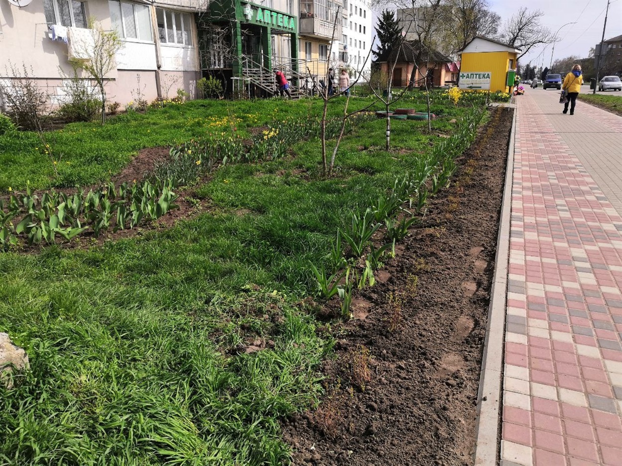 На цій ділянці, яку комунальники оминули, переяславки посадили кущики самостійно 