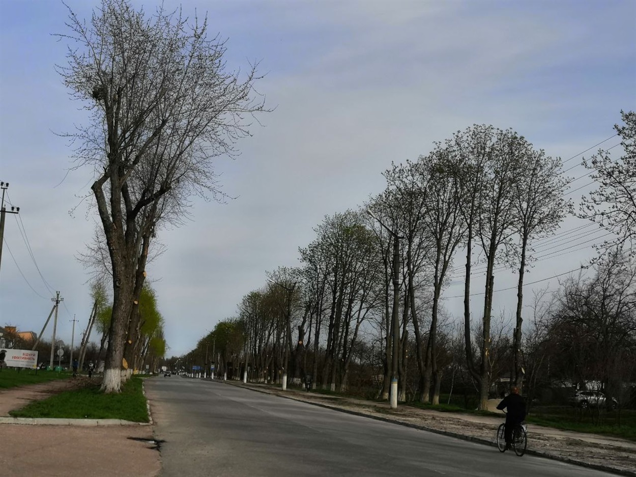 Обрізані дерева на вул. Б. Хмельницького подекуди залишилися з омелою 