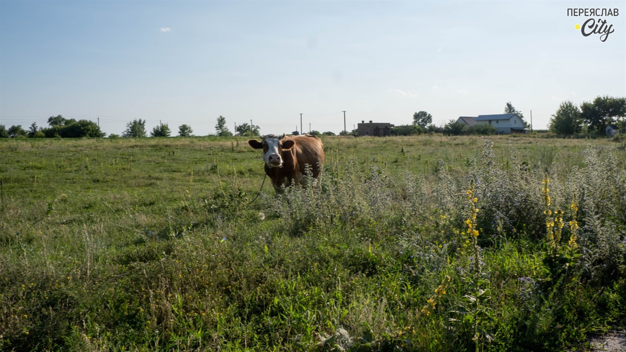 На зелених полях Ковалина пасуться корівки 