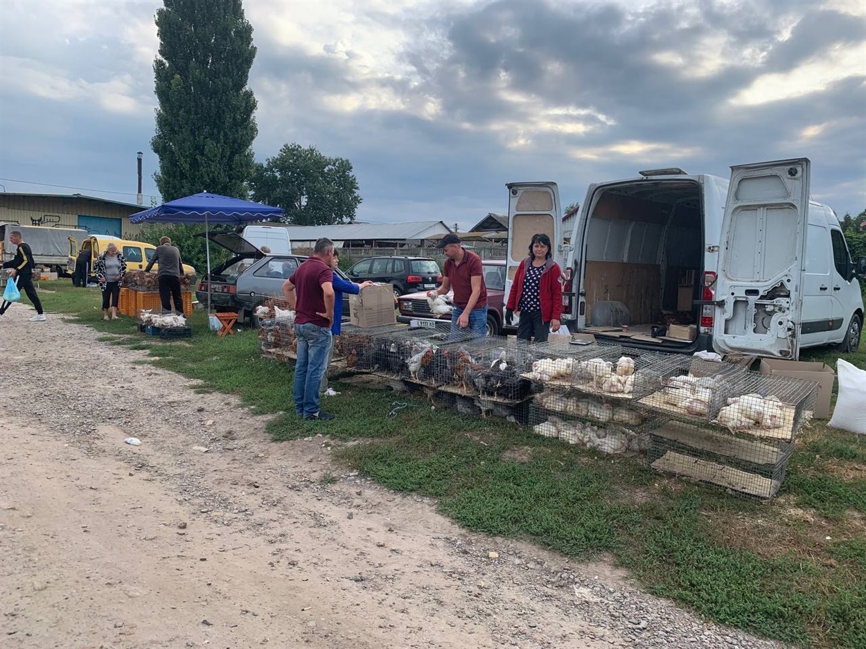 На пташиному ринку сьогодні багато молодих курей
